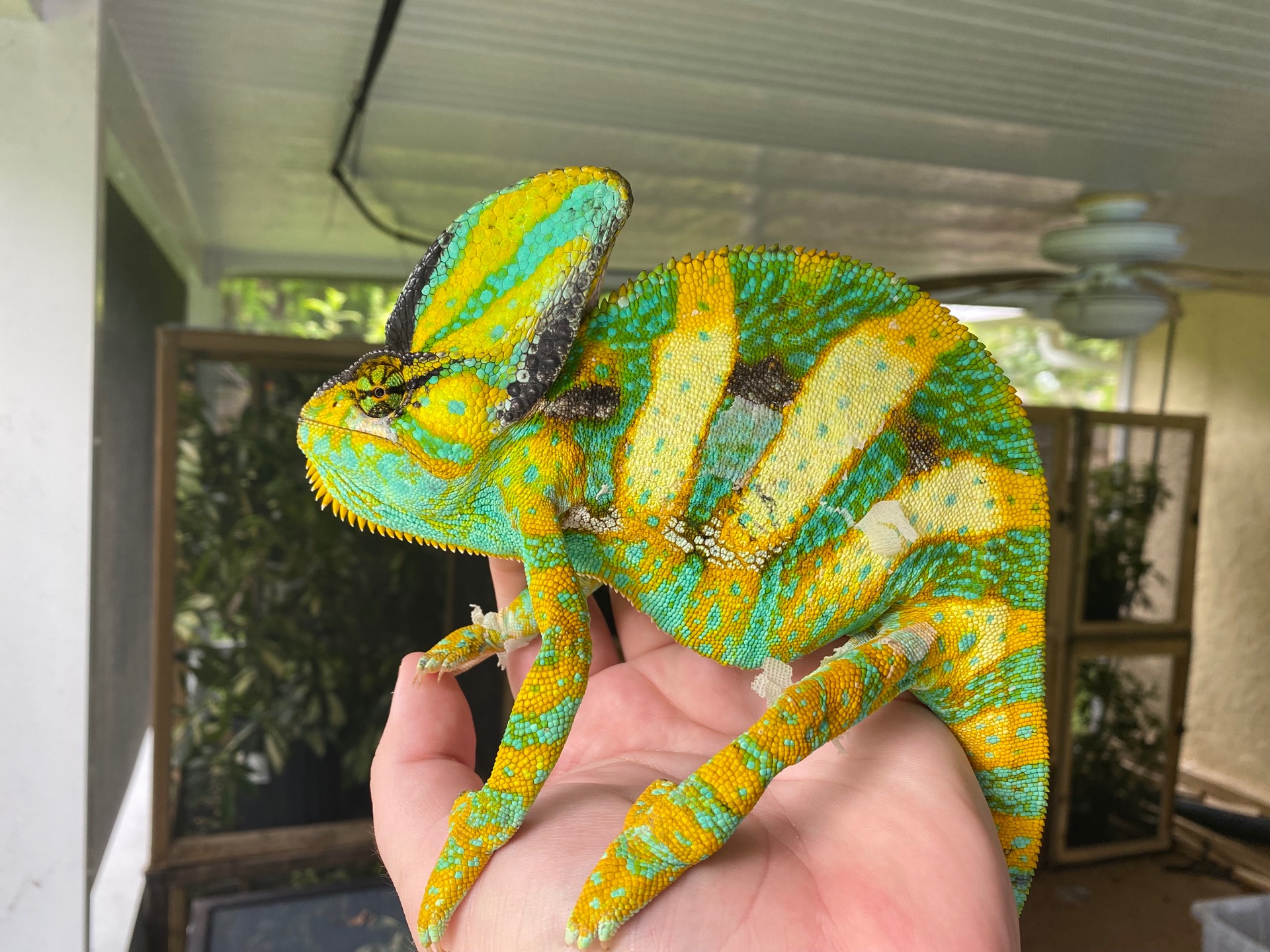 Feral Yemen Chameleons in Florida :: Petr Nečas