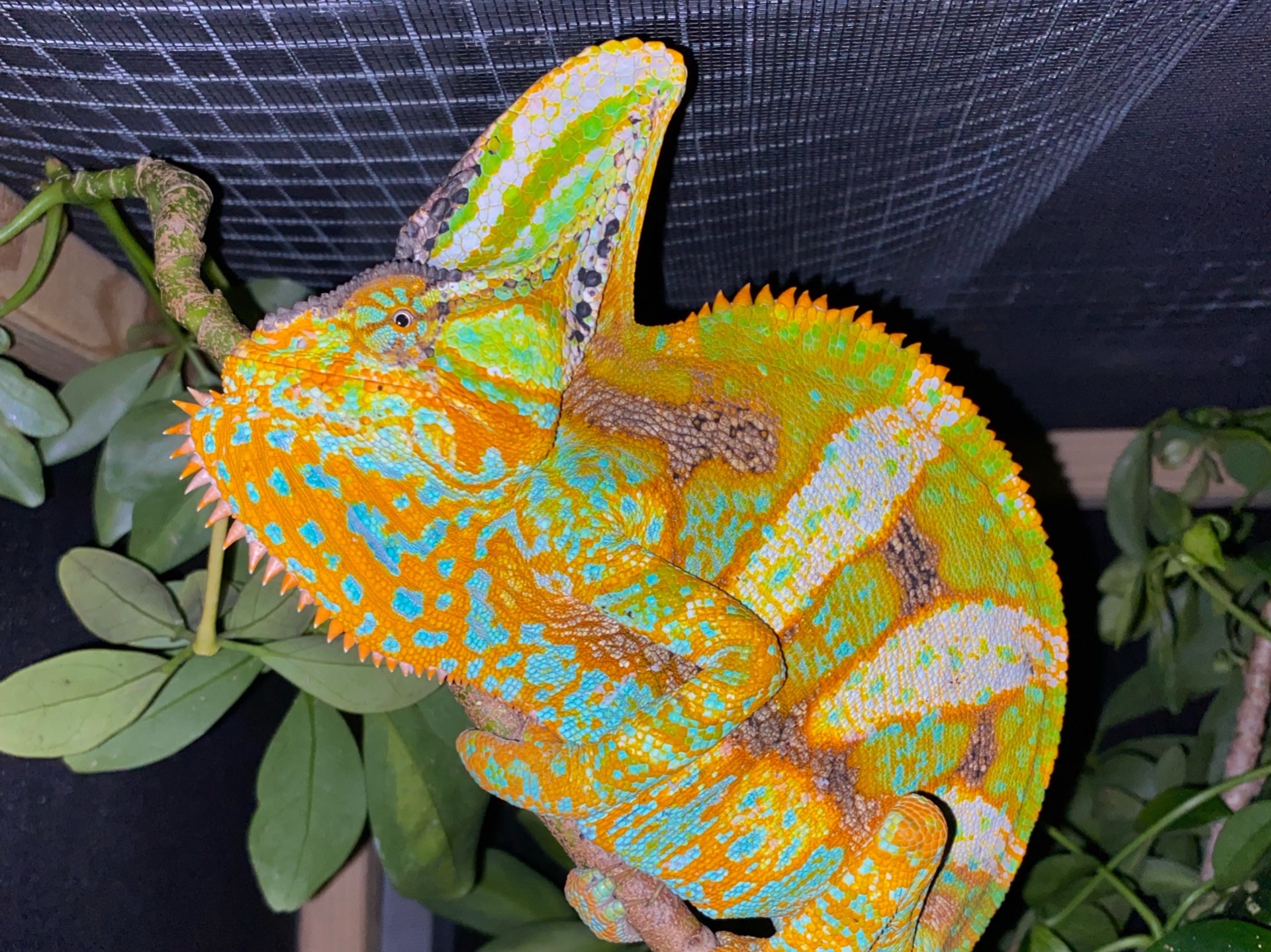 Feral Yemen Chameleons in Florida :: Petr Nečas
