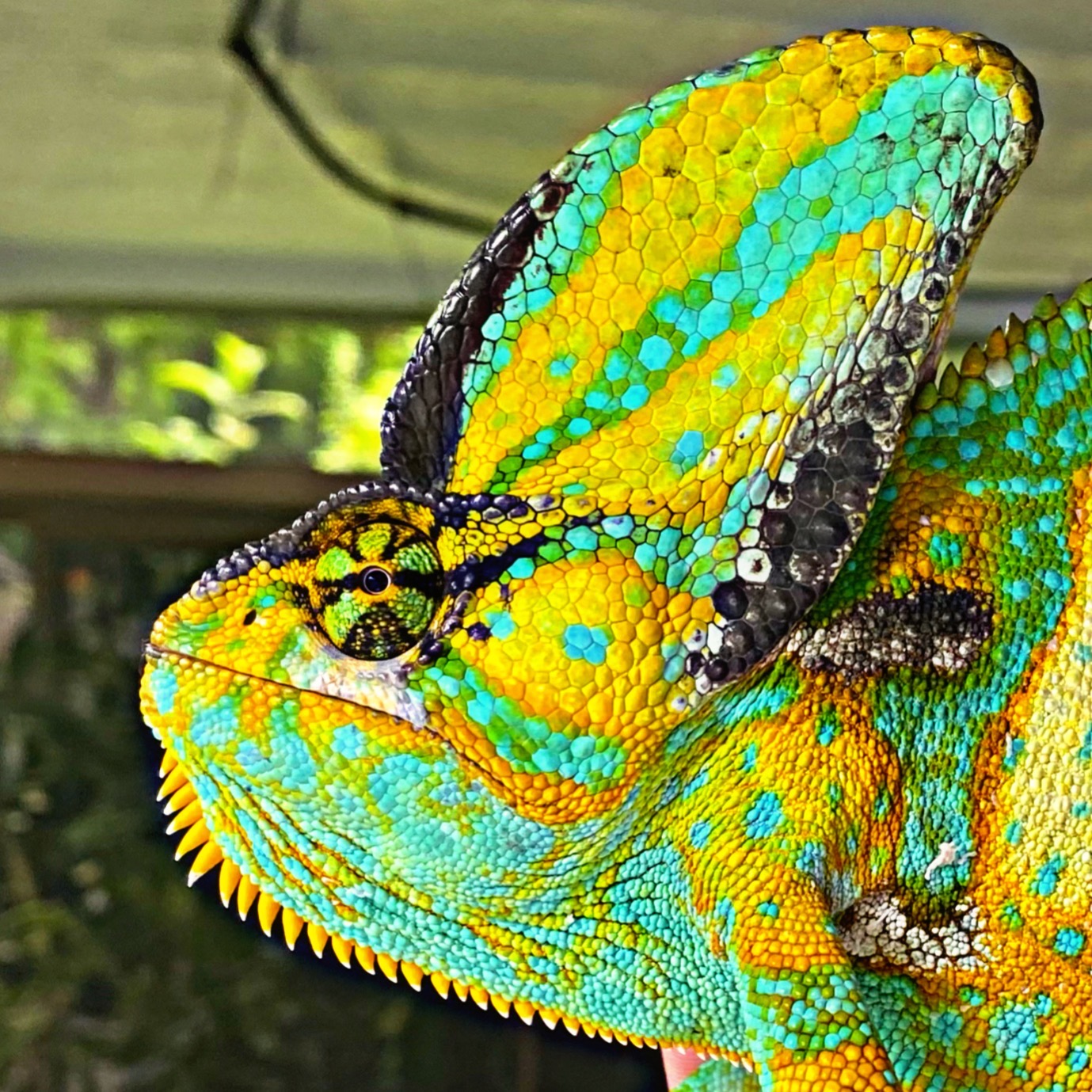 Feral Yemen Chameleons in Florida :: Petr Nečas