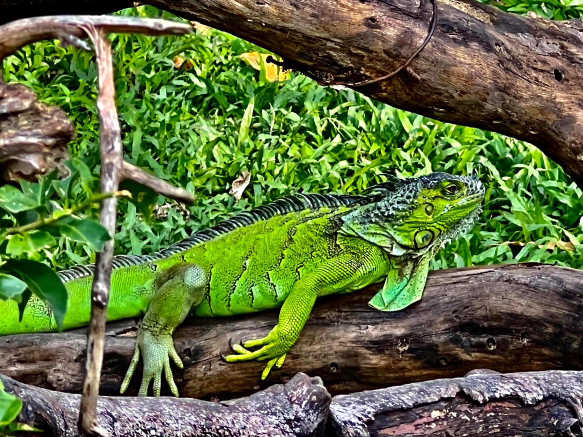 Iguana iguana :: Petr Nečas