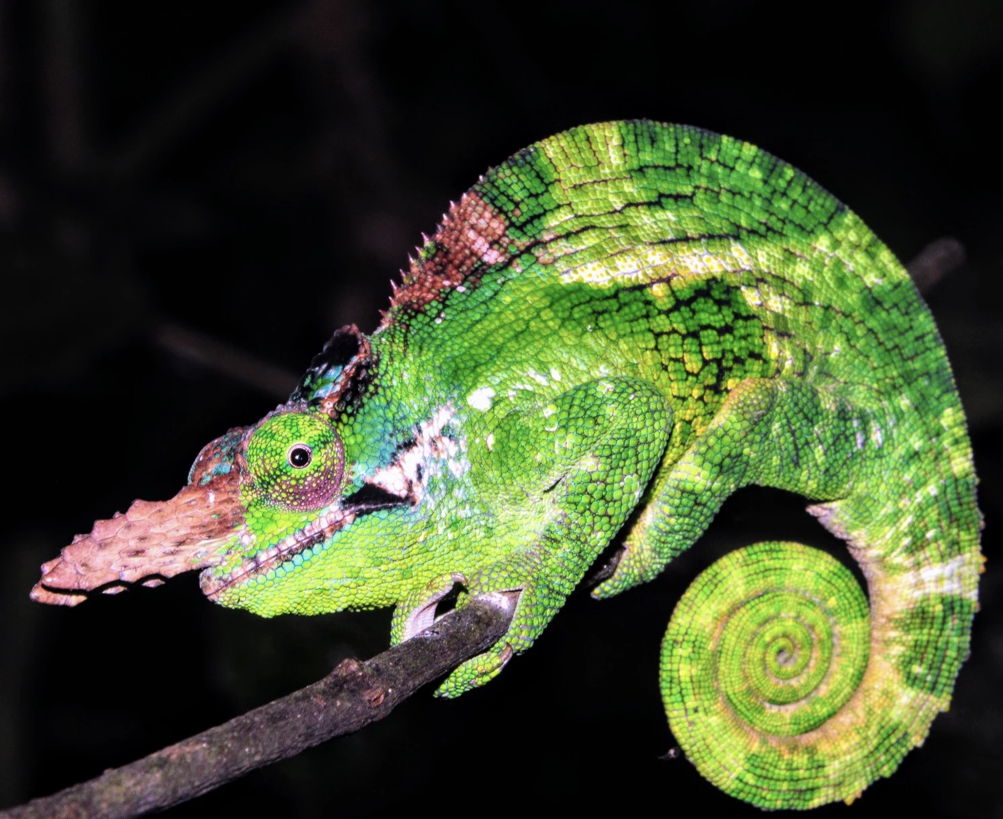 Herping the Planet Earth: A Journey into Awe, Wisdom, and Stewardship