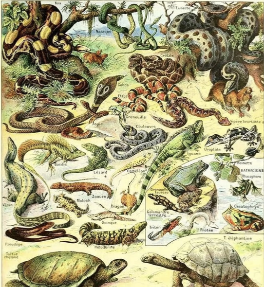 Global Reptile Diversity Overview