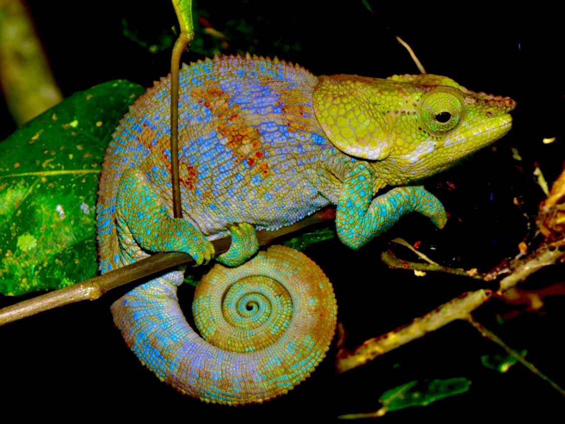Unique Madagascar